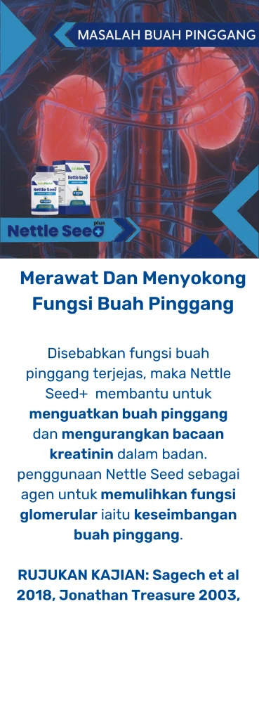 nettle seed plus fungsi buah pinggang