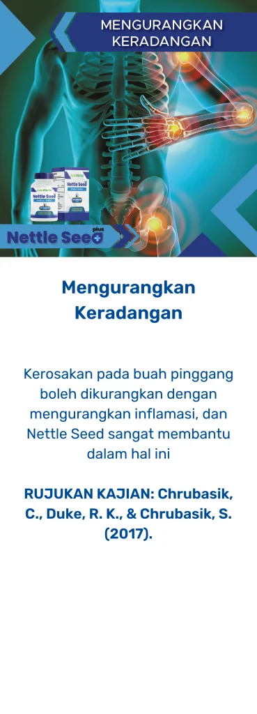 nettle seed plus keradangan