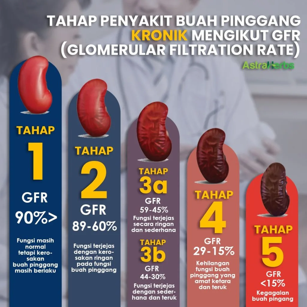 nettle seed plus tahap penyakit
